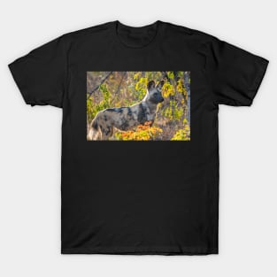 African Painted Dog #2, Hwange National Park, Zimbabwe T-Shirt